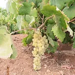 Pyrgis Molos (Paros)
